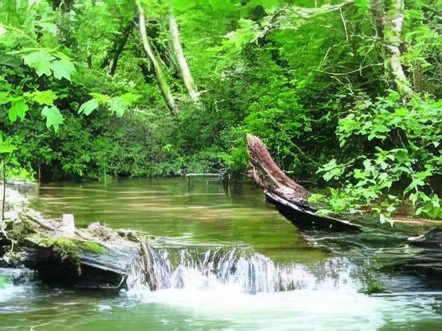 Ddol Uchaf Nature Reserve